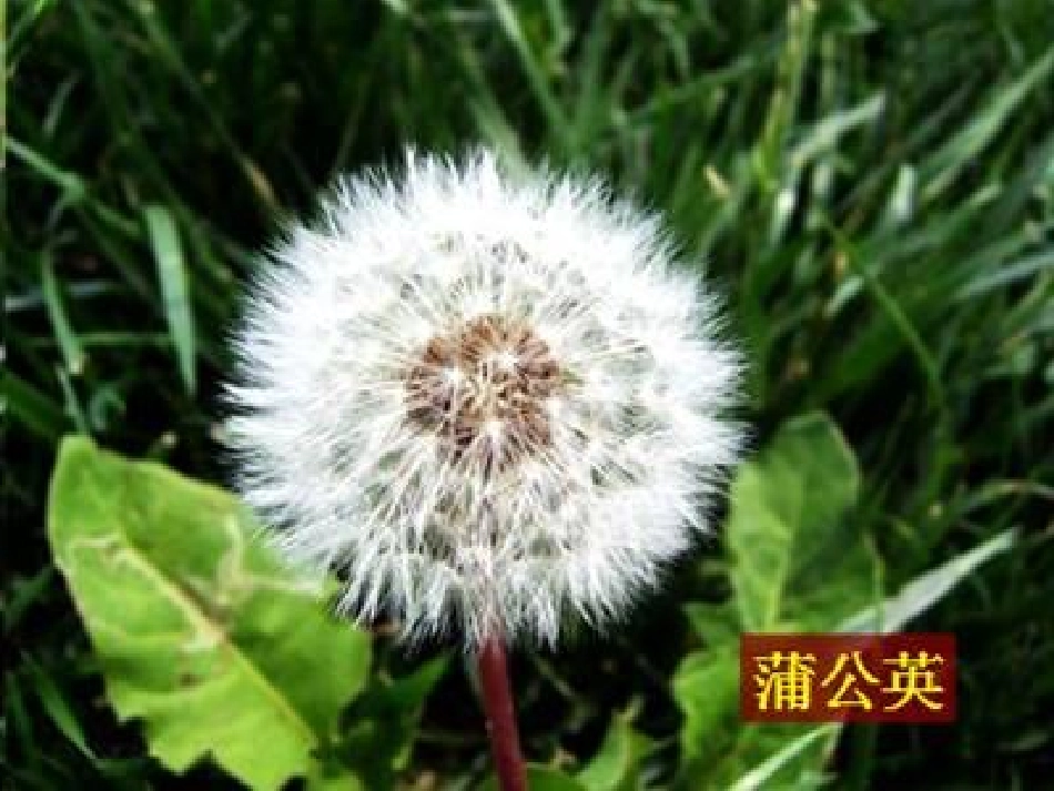 植物有哪些相同特点_第3页