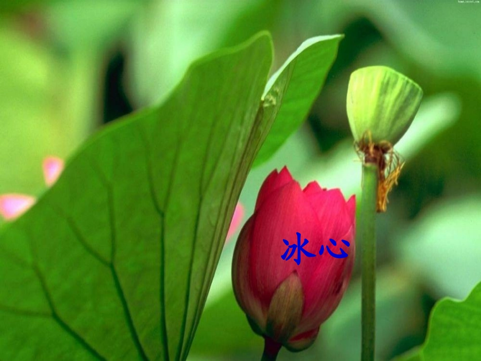 (部编)初中语文人教2011课标版七年级上册荷叶·母亲-(11)_第2页