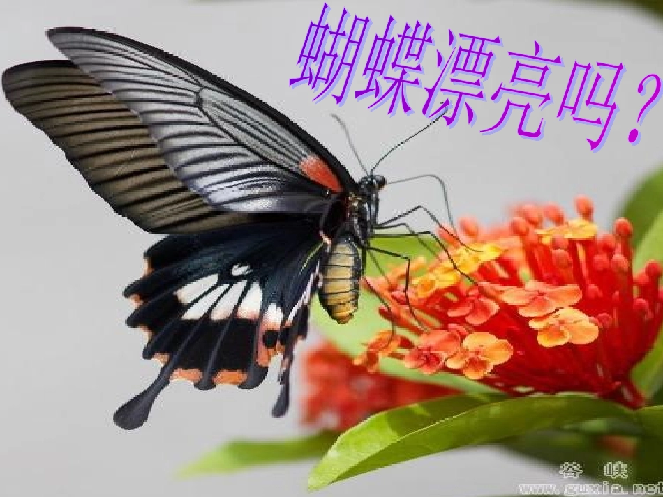 第三节昆虫的生殖与发育-(2)_第1页