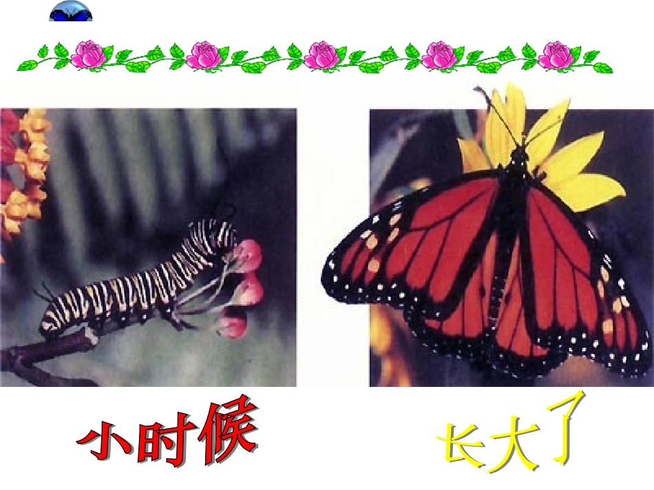 第三节昆虫的生殖与发育-(2)_第2页