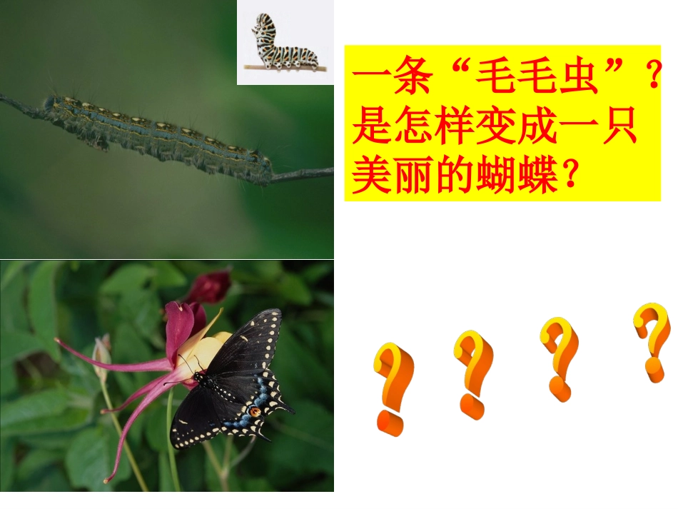 第三节昆虫的生殖与发育-(2)_第3页