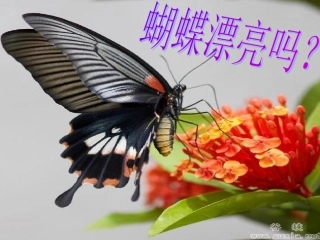 第三节昆虫的生殖与发育-(2)