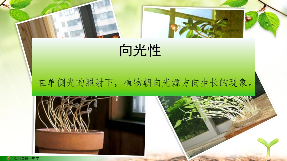 植物生长素的发现_第2页