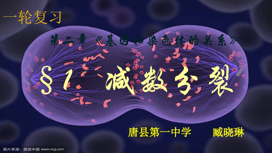 细胞的减数分裂-(2)_第1页