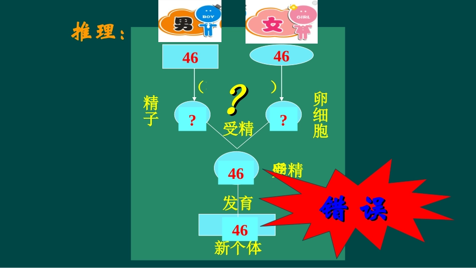 细胞的减数分裂-(2)_第3页