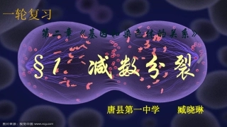 细胞的减数分裂-(2)