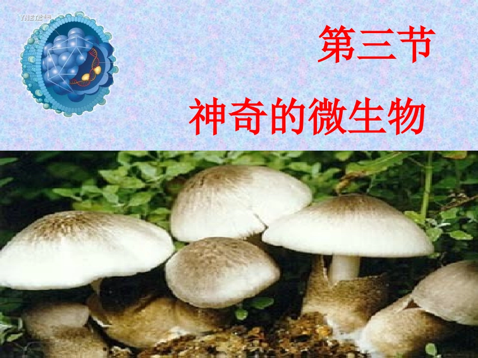 第三节神奇的微生物-(4)_第1页