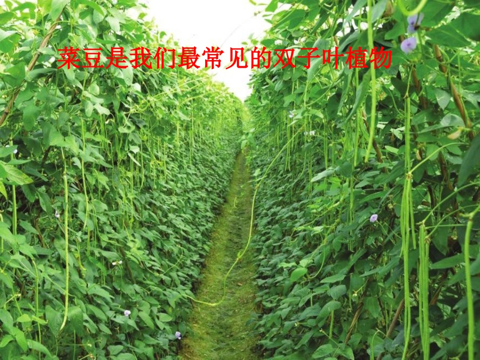 第六节被子植物_第3页