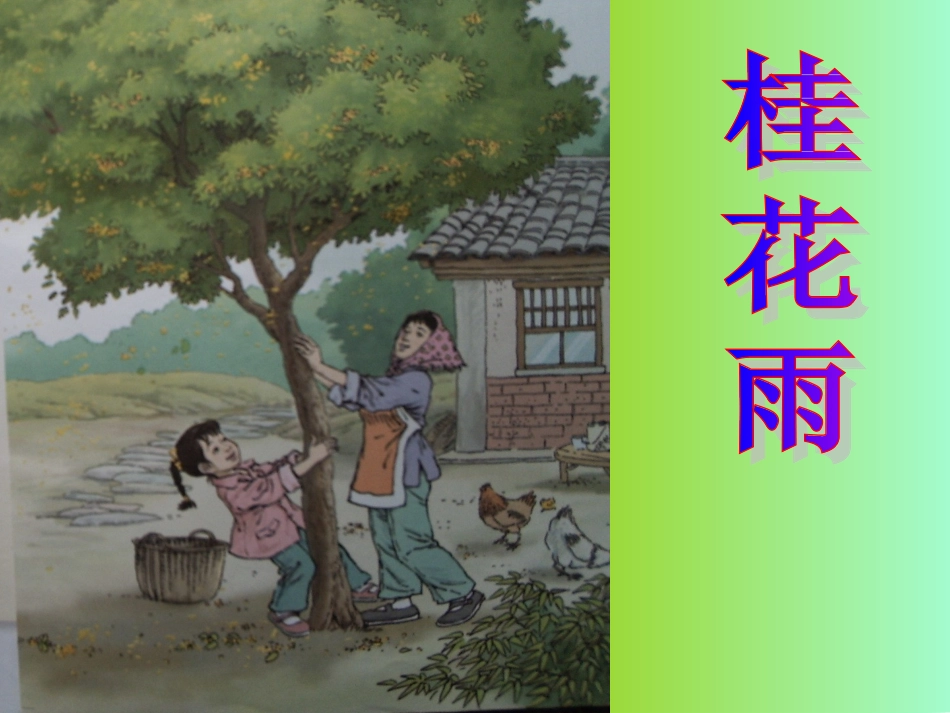 12桂花雨2_第2页