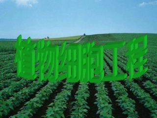 科学·技术·社会植物的组织培养-(3)