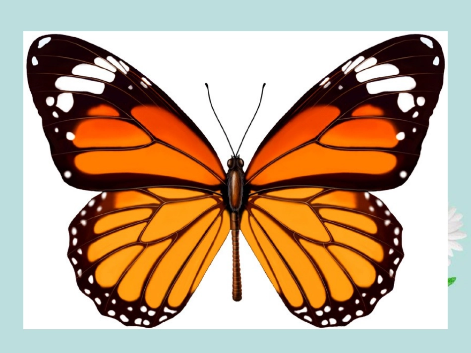 广东省顺德中学七年级数学下册7.1《轴对称现象》课件-北师大版_第3页