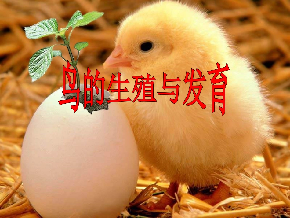 第三节鸟的生殖和发育-(2)_第1页