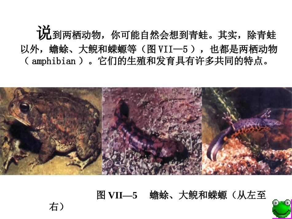 生物：713-两栖动物的生殖和发育3课件(人教新课标八年级下)_第2页