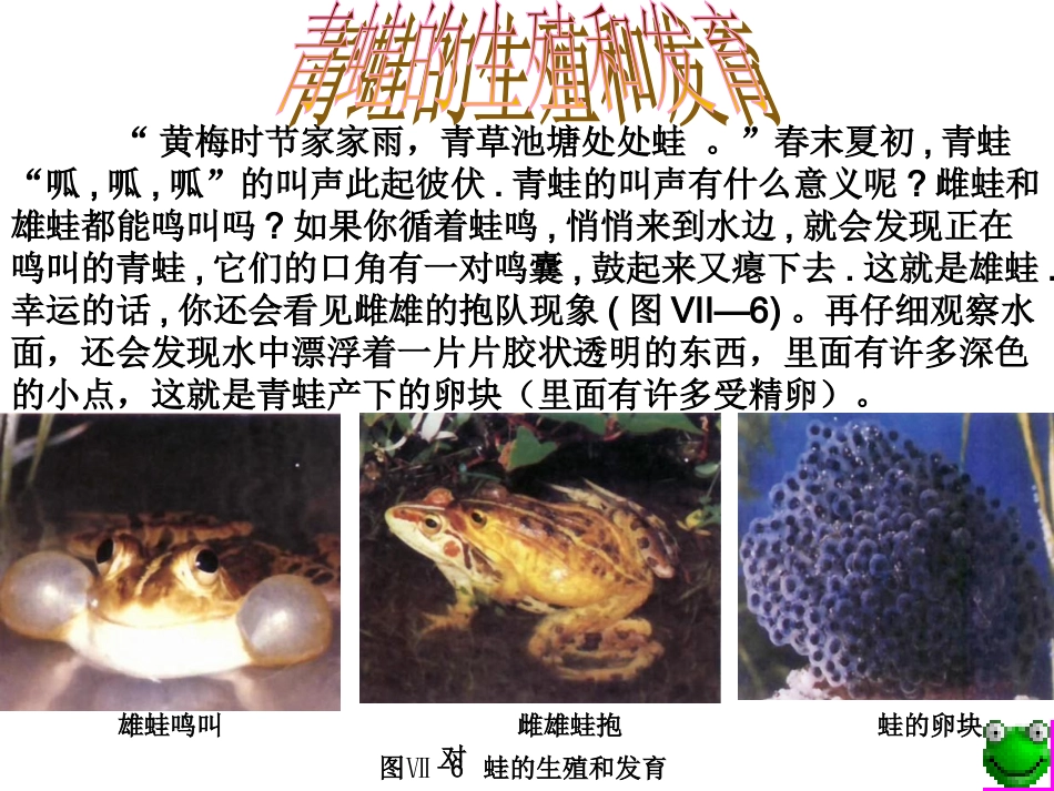 生物：713-两栖动物的生殖和发育3课件(人教新课标八年级下)_第3页