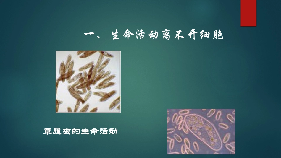 二对细胞的深入探索_第3页