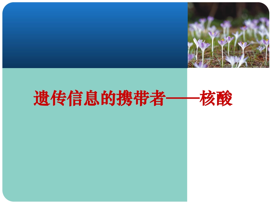 核酸的结构和功能_第1页