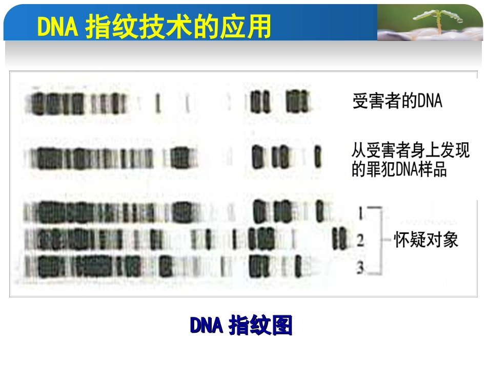 核酸的结构和功能_第2页