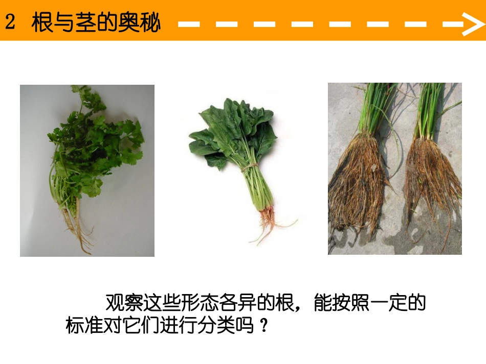 2根与茎的奥秘_第3页