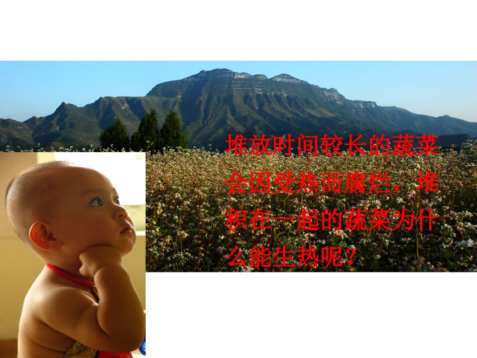 生物：第3单元第5章第2节呼吸作用课件(北师大版七年级上)_第1页