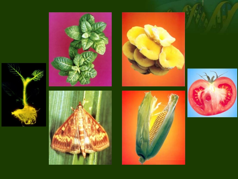 拓展视野-转基因生物的安全性_第2页