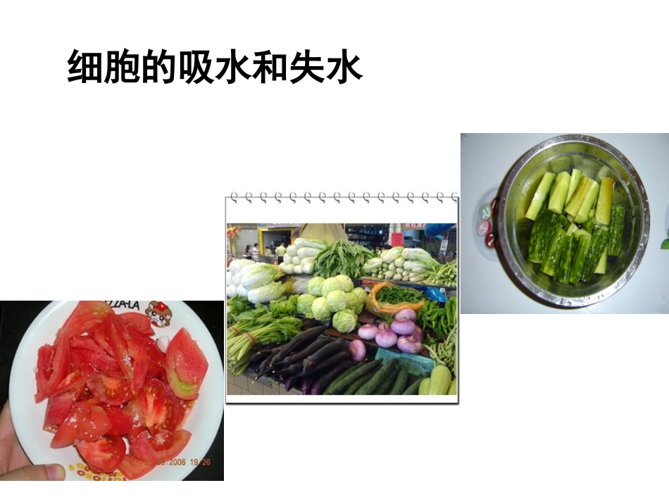 被动运输-(2)_第3页