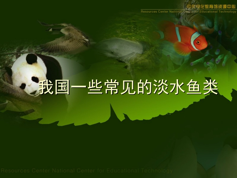 我国一些常见的淡水鱼_第1页