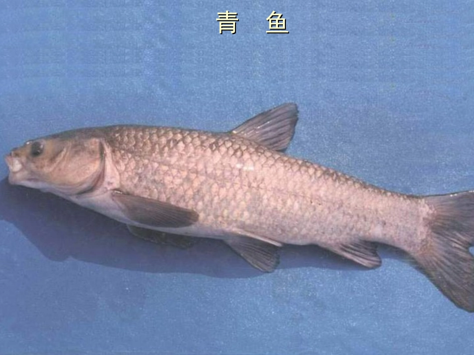 我国一些常见的淡水鱼_第2页