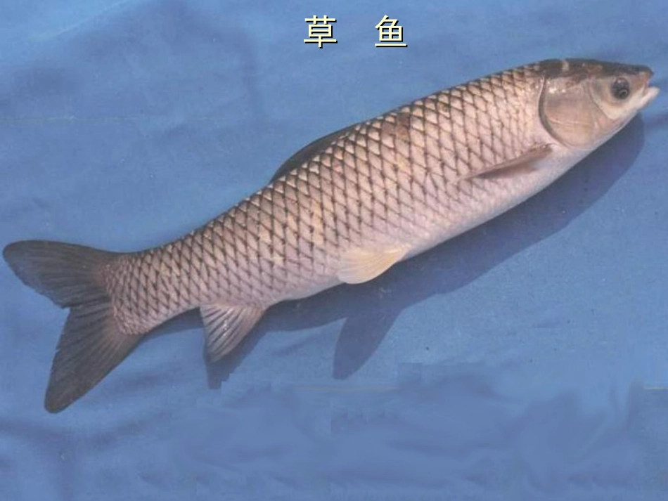 我国一些常见的淡水鱼_第3页