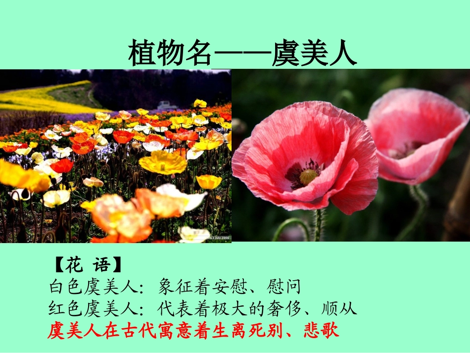 虞美人-(4)_第3页