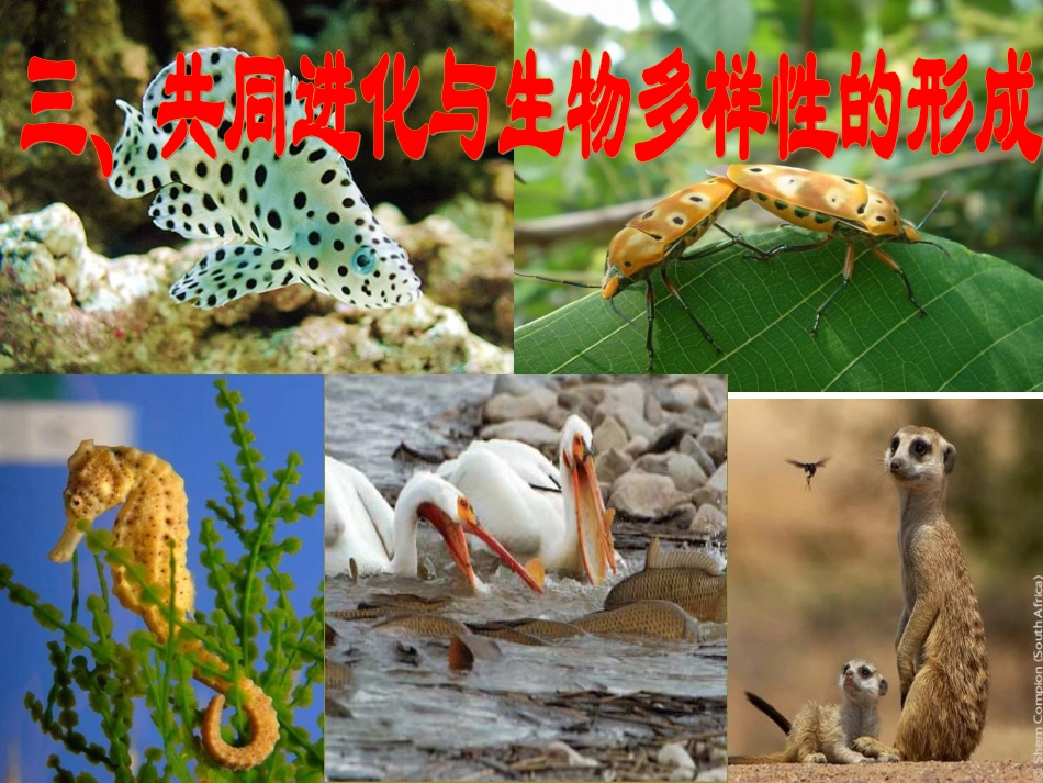 三-共同进化与生物多样性的形成-(3)_第2页