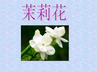 茉莉花-(2)