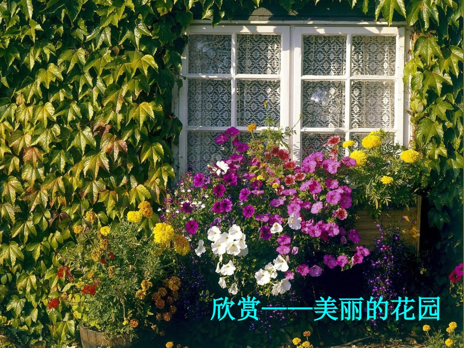 我家的大花园_第3页