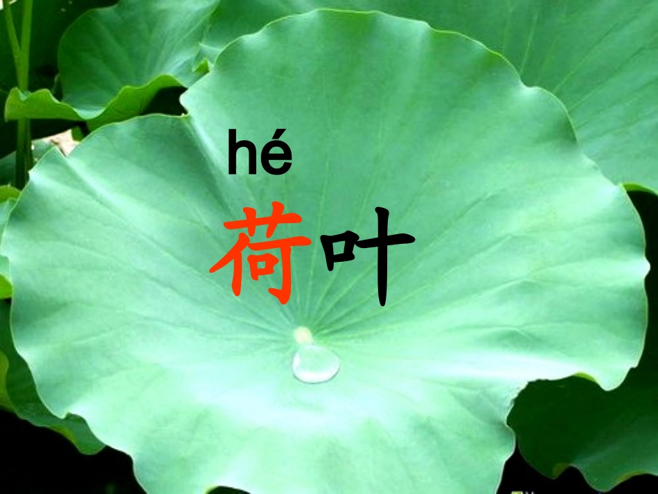 14.荷叶圆圆_第2页