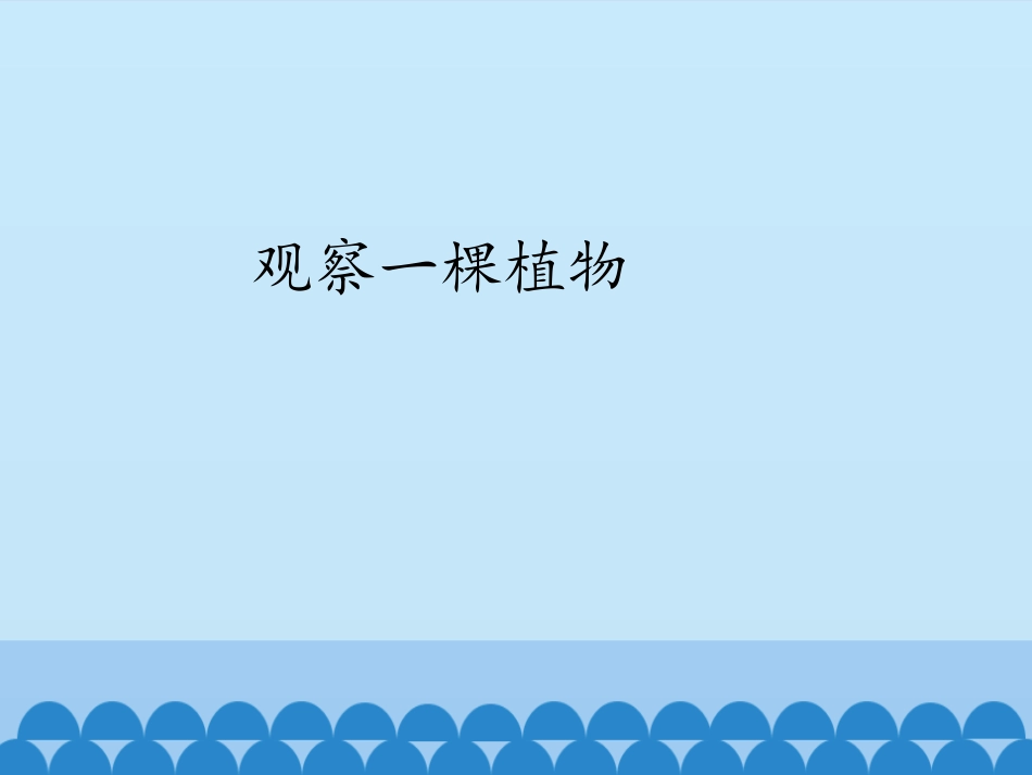 观察一棵植物-课件_第2页