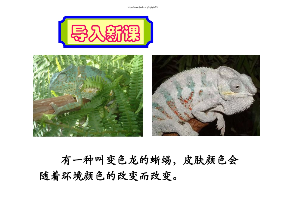 6变色龙-(2)_第1页