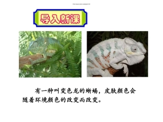 6变色龙-(2)