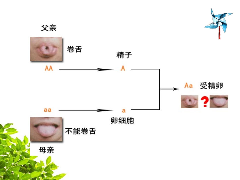 第三节基因的显性和隐性-(3)_第3页