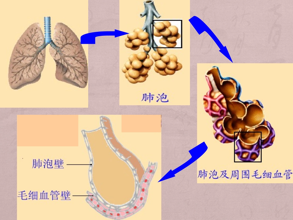 发生在肺里的气体交换_第3页