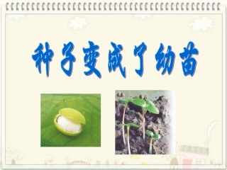 种子变成了幼苗