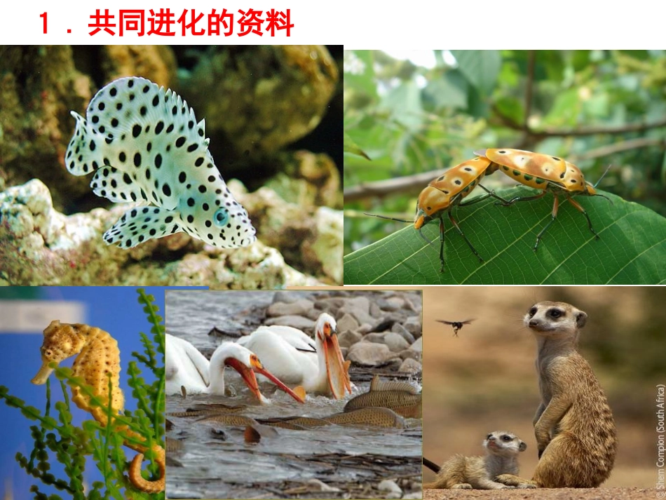 三-共同进化与生物多样性的形成-(5)_第2页