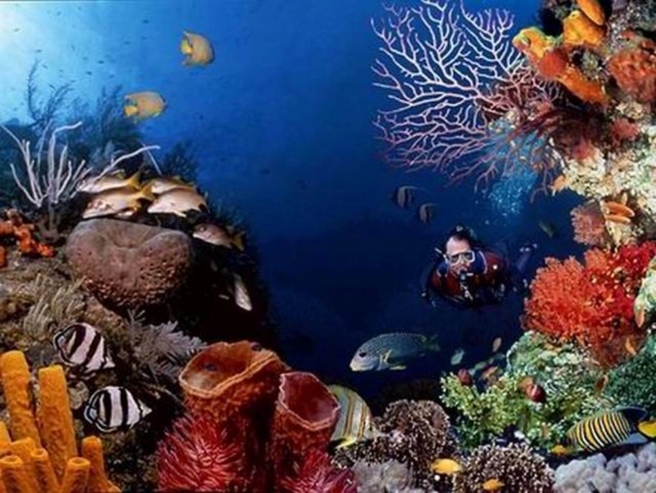 23海底世界_第3页