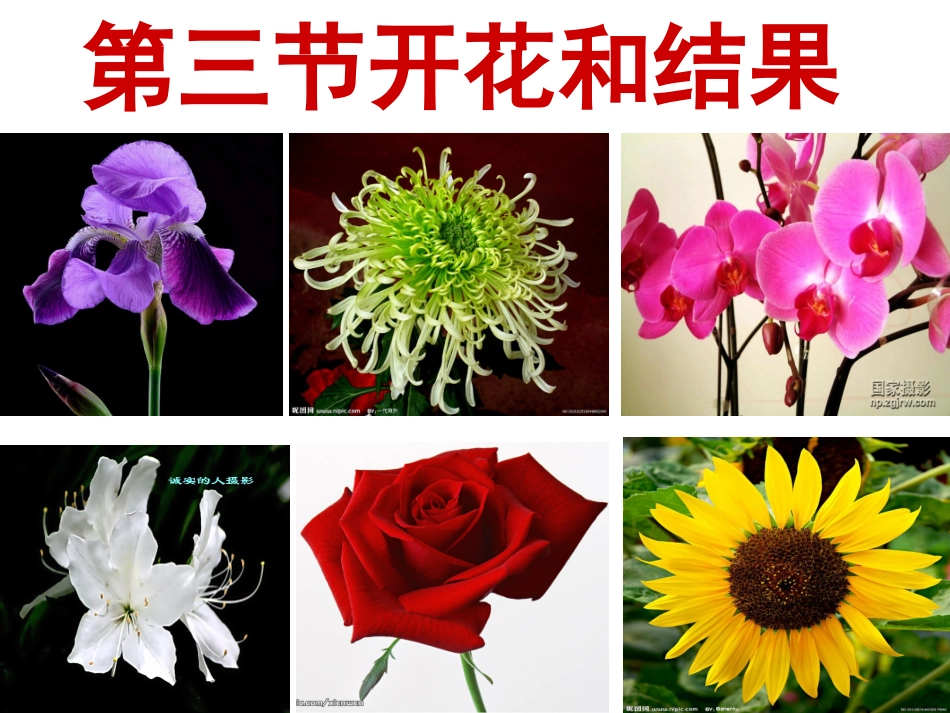 第三节开花和结果_第1页