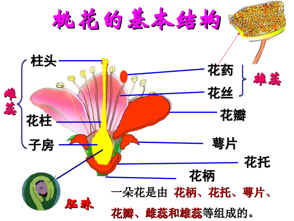 第三节开花和结果_第3页