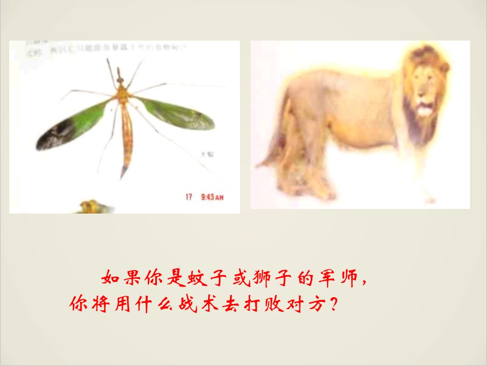 蚊子和狮子-(3)_第2页