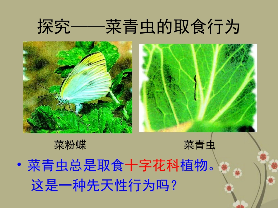 广州市白云区汇侨中学八年级生物上册《5.2.3探究动物的取食行为》课件-新人教版_第2页