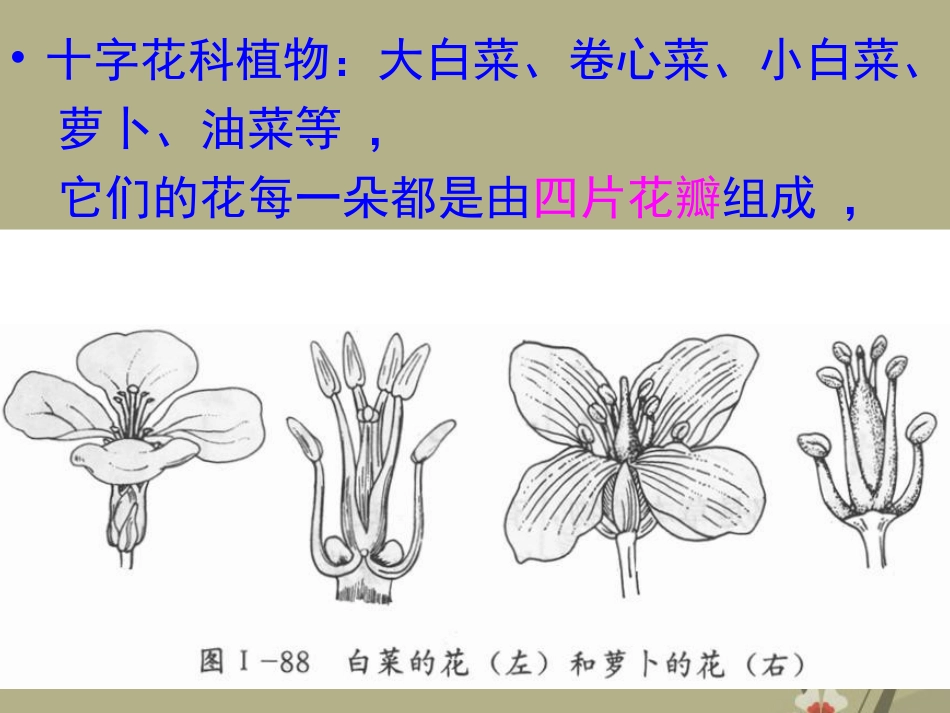 广州市白云区汇侨中学八年级生物上册《5.2.3探究动物的取食行为》课件-新人教版_第3页