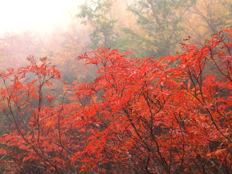 广西南丹县月里中学八年级物理上册《温度计》课件-新人教版_第2页