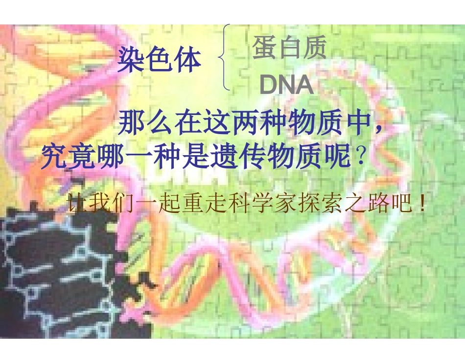 DNA是主要的遗传物质-(2)_第2页