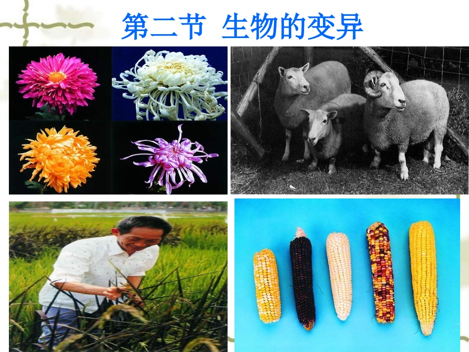 第五节生物的变异-(2)_第1页