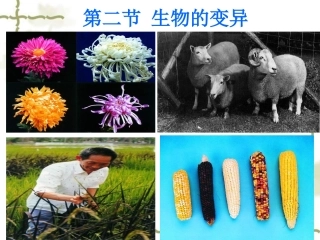 第五节生物的变异-(2)